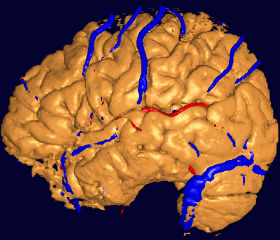 El cerebro y la percepción